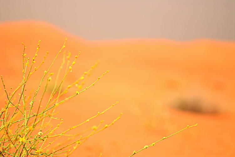 Desert Plant