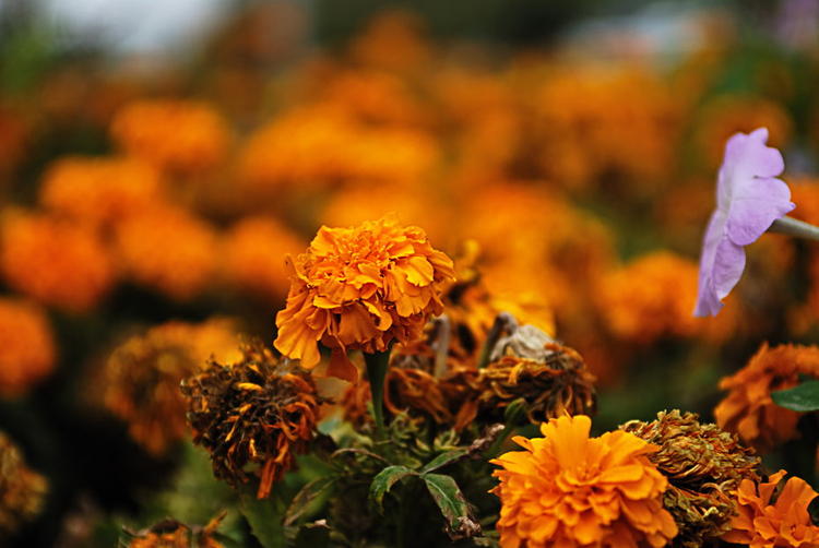 Withering Roadside Flowers