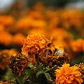 Withering Roadside Flowers