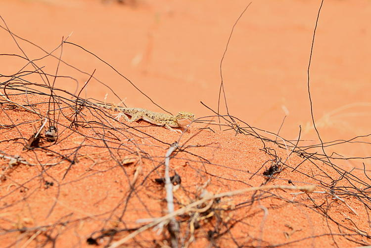 Desert Lizard