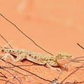 Desert Lizard