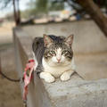 Stable Cat