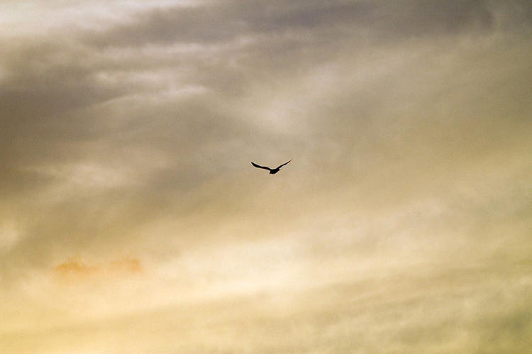 Egret at Sunset