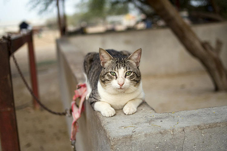 Stable Cat