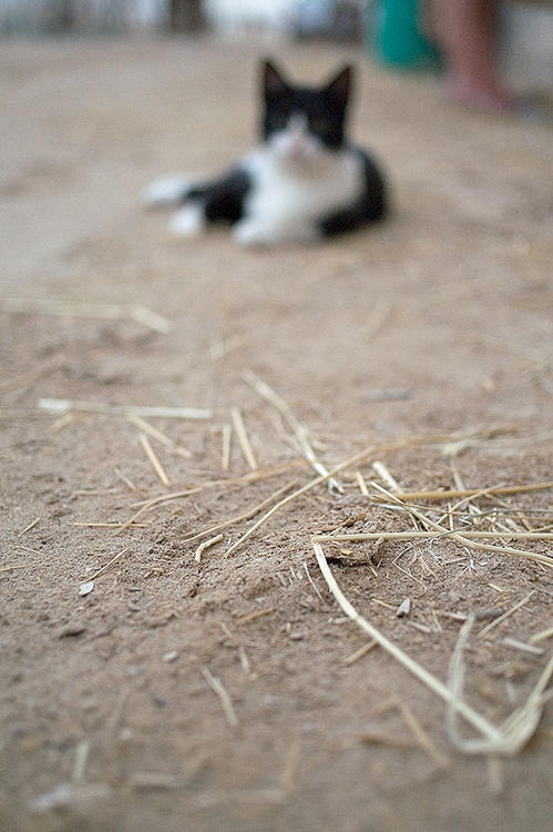 Stable Cat