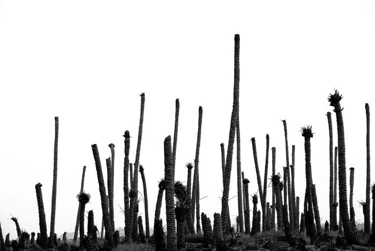 Dead Palms