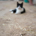 Stable Cat