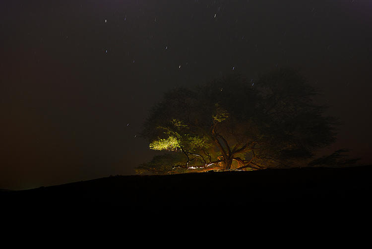 Star Trails above the Tree of Life