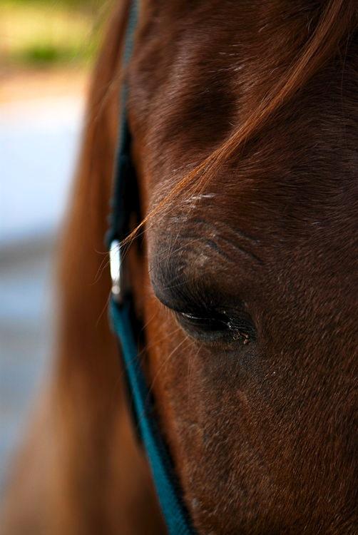 Stable Horse