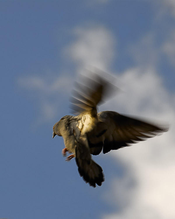 Pigeon Landing