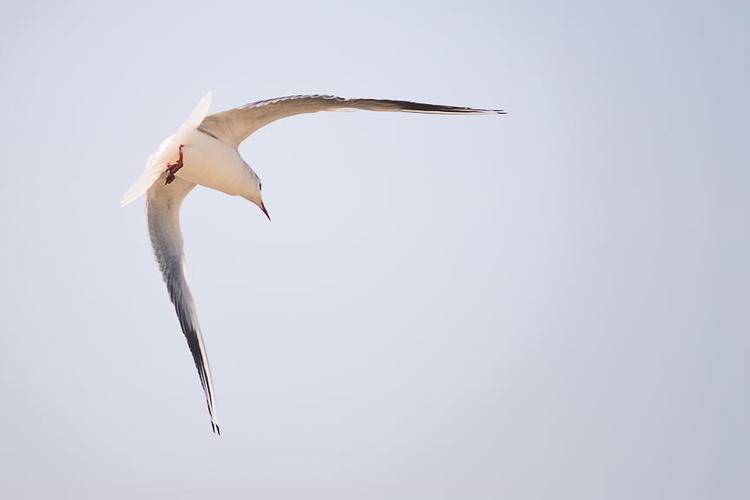 Flying Sea Gull