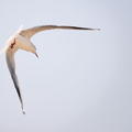 Flying Sea Gull