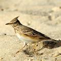 Crested Lark