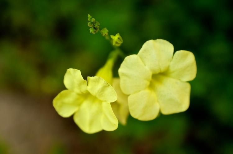 Yellow Flower