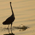 Egret Fishing