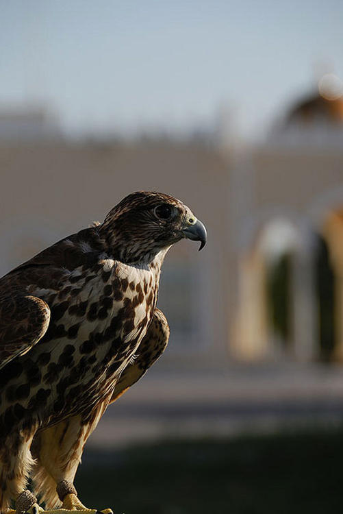 Captive Falcon