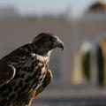 Captive Falcon