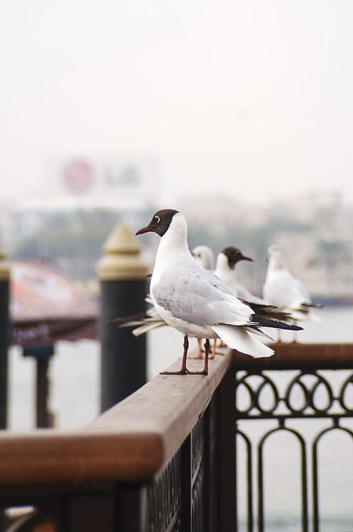 Black Headed Gull