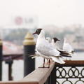 Black Headed Gull