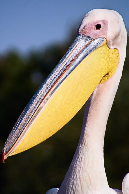 White Pelican