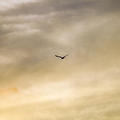 Egret at Sunset